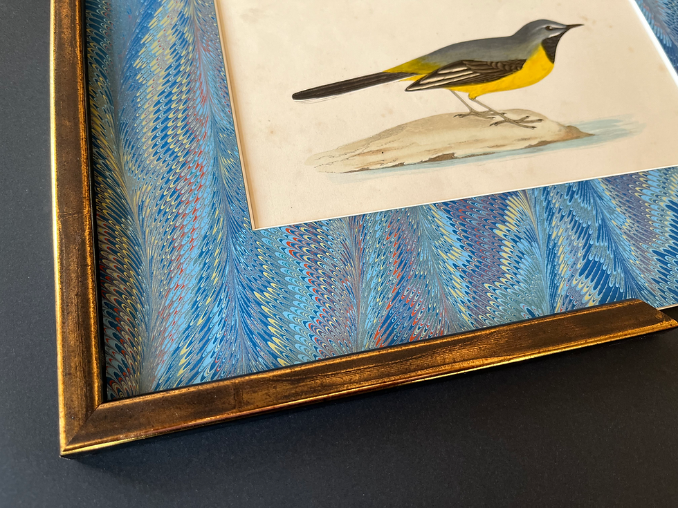 Thumbnail: An antique bird print by F.O Morris representing the grey wagtail, with a marbled paper mount.