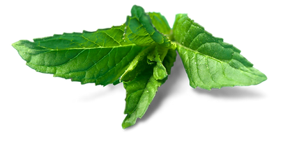 mint%201%20eczend%20site%20(3)_edited.pn