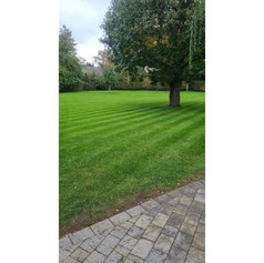 freshly cut lawn with large tree.jpg