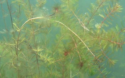 Eurasian-Watermilfoil-Myriophyllum-spicatum.jpg