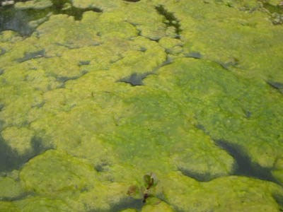Green-Algae-Chlorophyta-spp..jpg