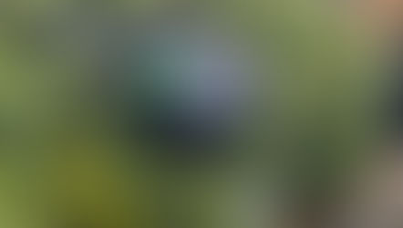 Community Spirit in Full Bloom: Scarecrow Trail Success