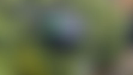 Community Spirit in Full Bloom: Scarecrow Trail Success