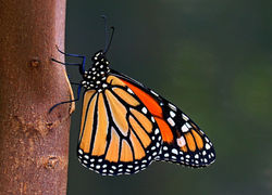Monarch