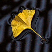 Leaf in a Puddle.jpg