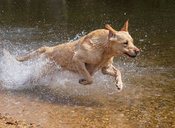 Dog Splash