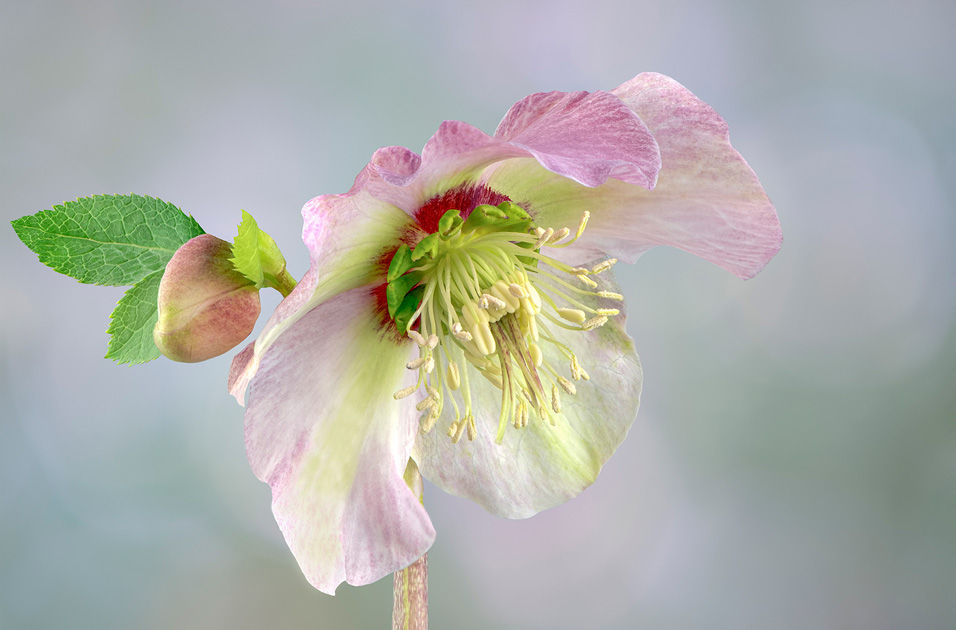 Winter Rose