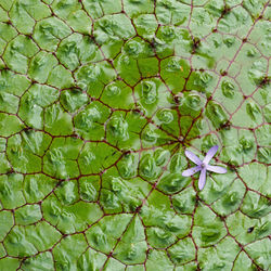 Valleys of Lily