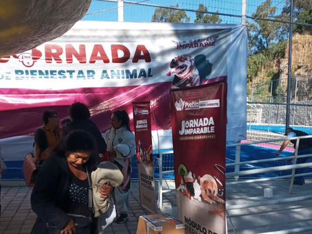 Se realizó jornada de bienestar animal en Puebla Capital