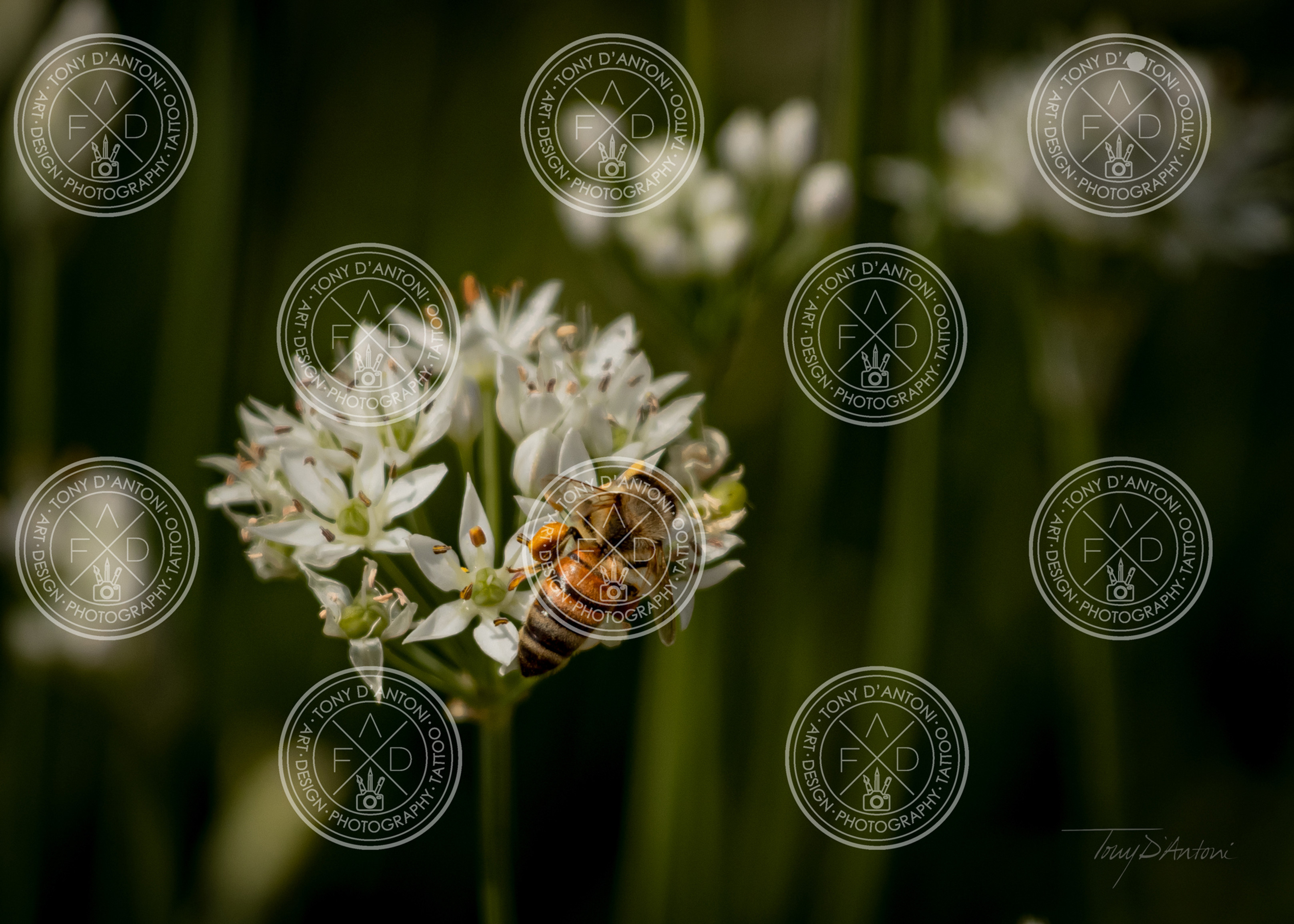Honey Bee