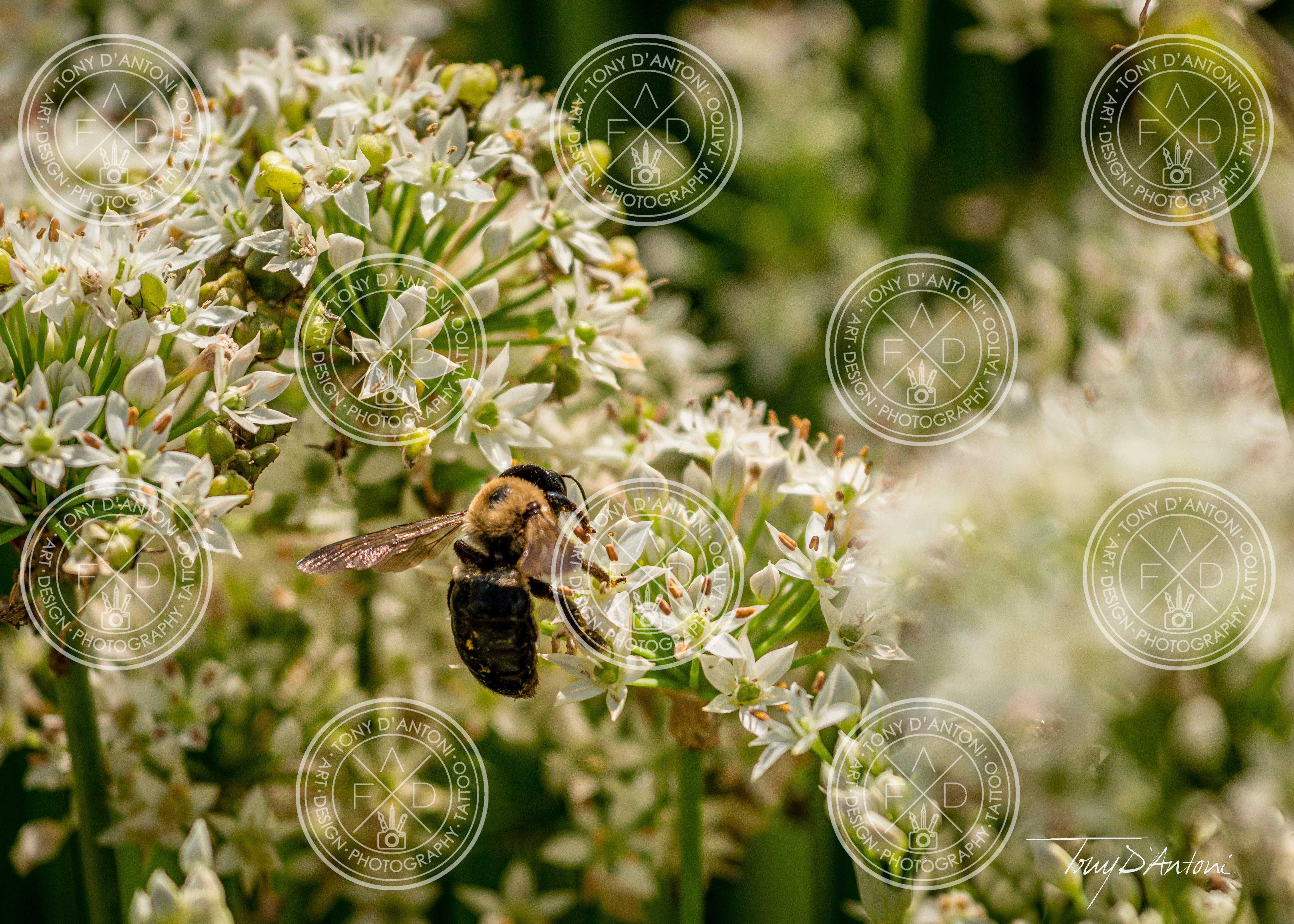Bumble Bee