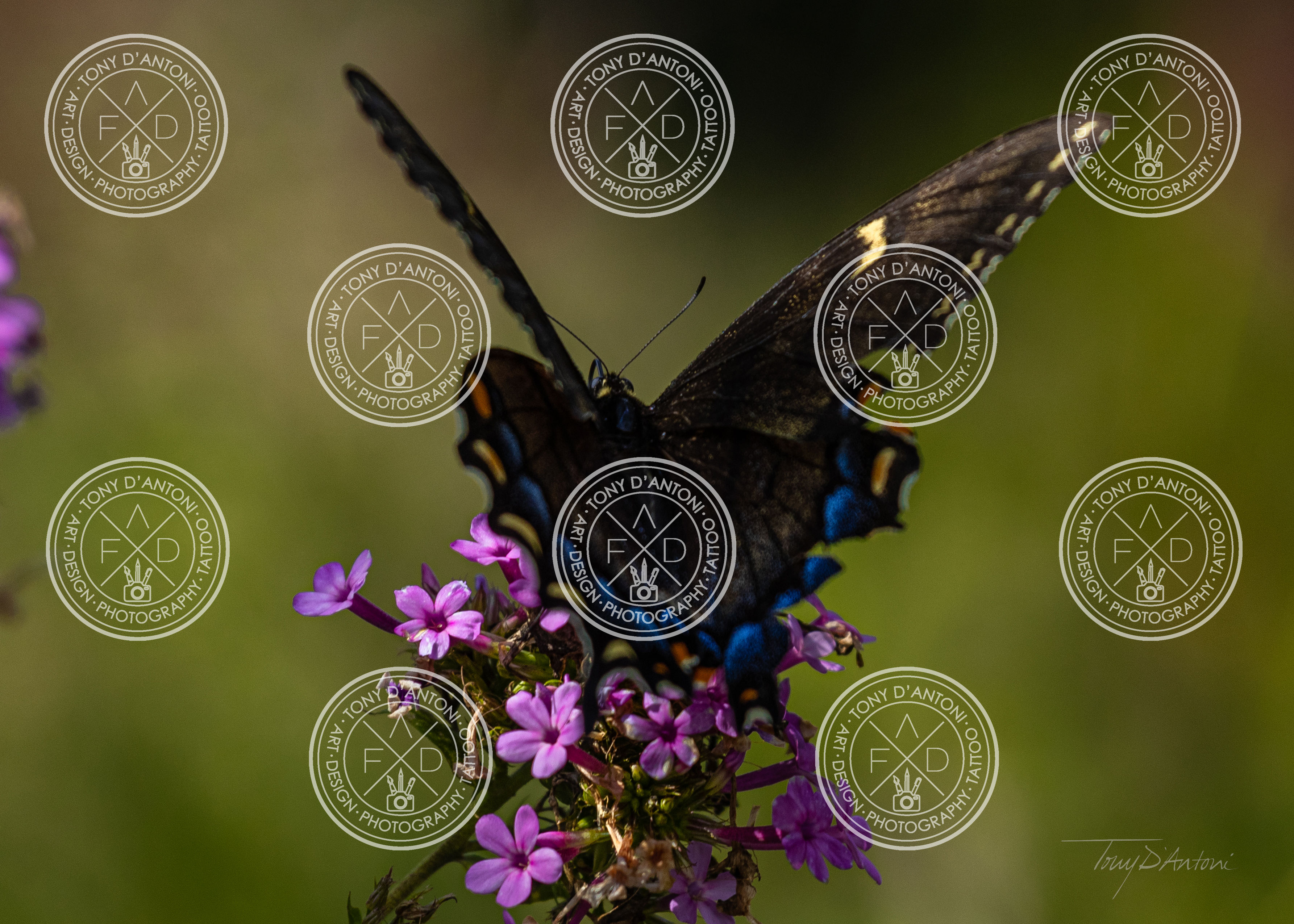 Butterfly