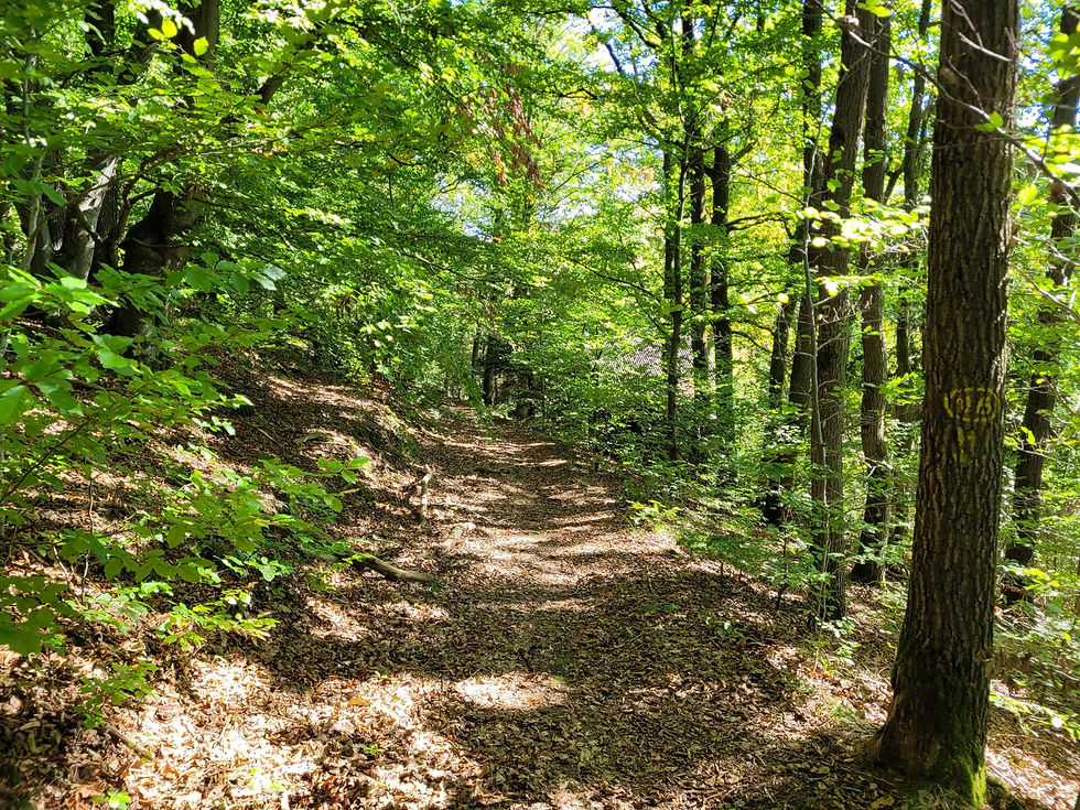 Waldweg von Helsa Richtung Rommerode