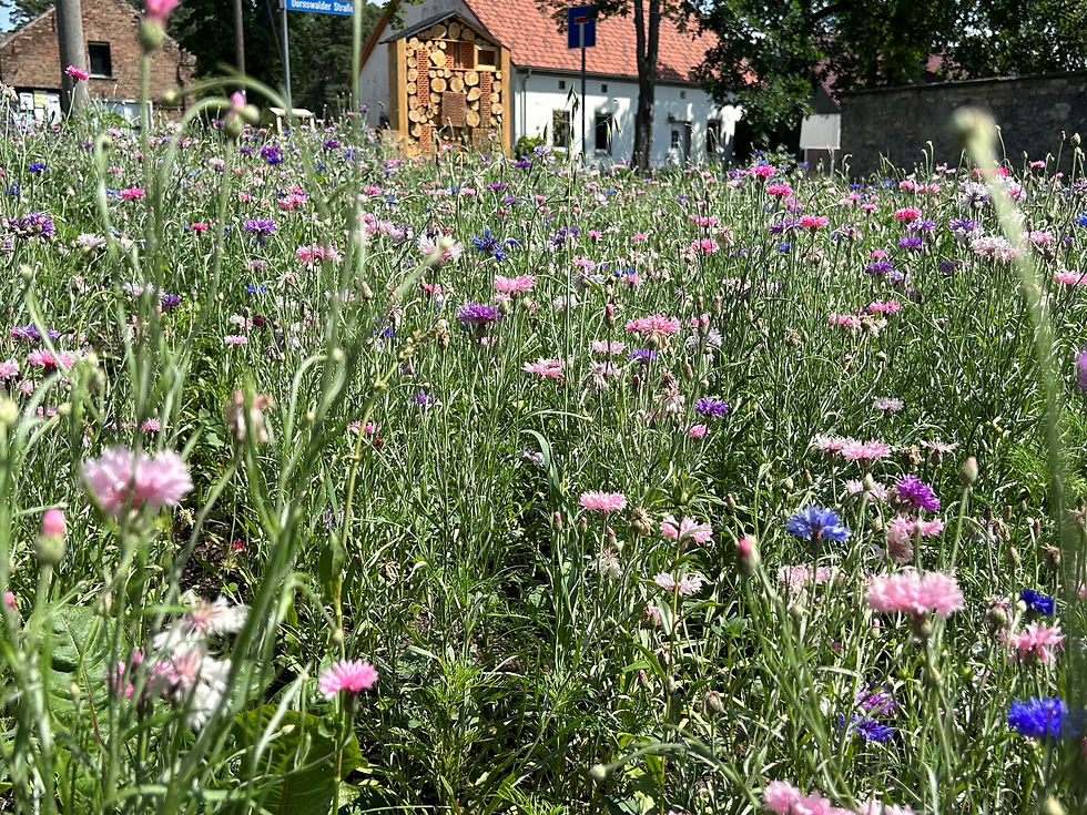 Blühwiese
