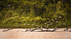 Amazonia