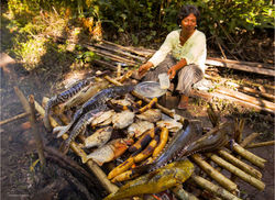 Amazonia