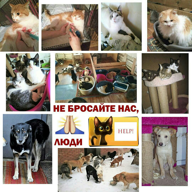 помощь_животным.png