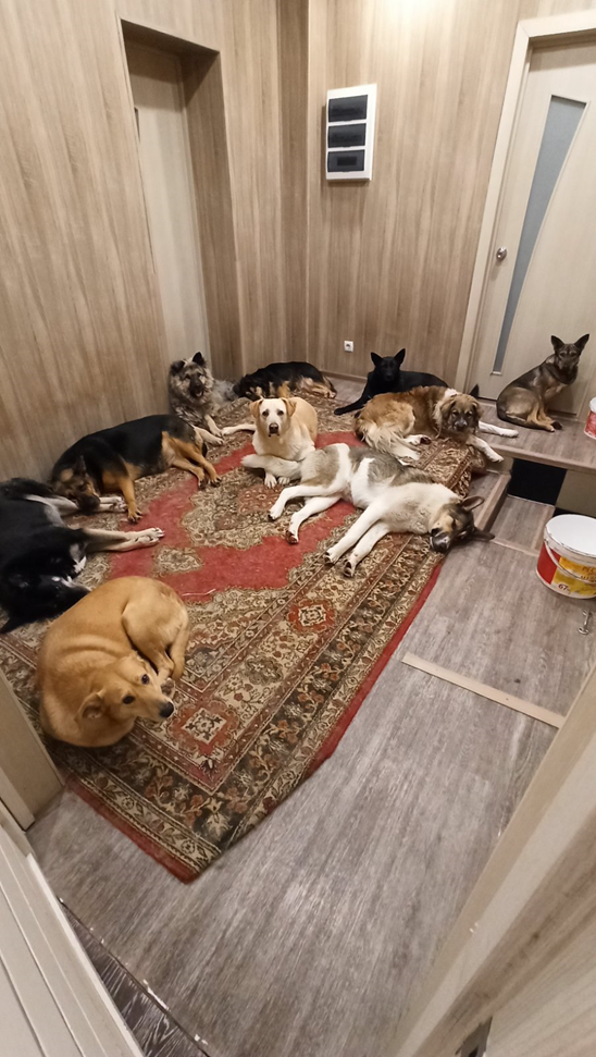 приют_для_животных.png