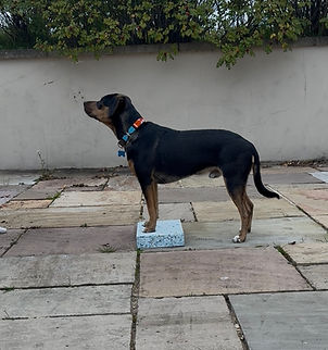 dog standing with front paws on yoga block