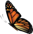 butterfly_edited.png