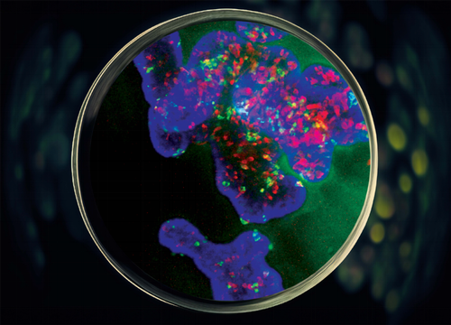 miniOrgandish.png