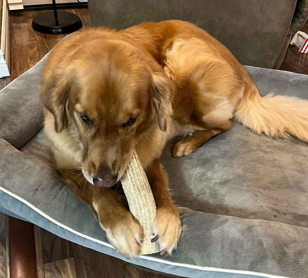 Thumbnail: Small-XXL, Elk Antler for Pet Chews or Projects - Whole