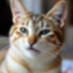 a cat smiling and looking innocent, in a portrait style.jpg