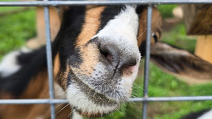 goat poking his nose through a fence