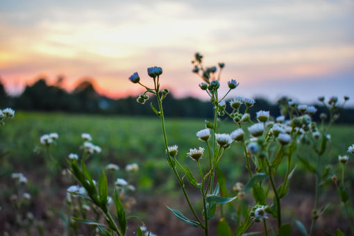 Sunsets and Wildflowers