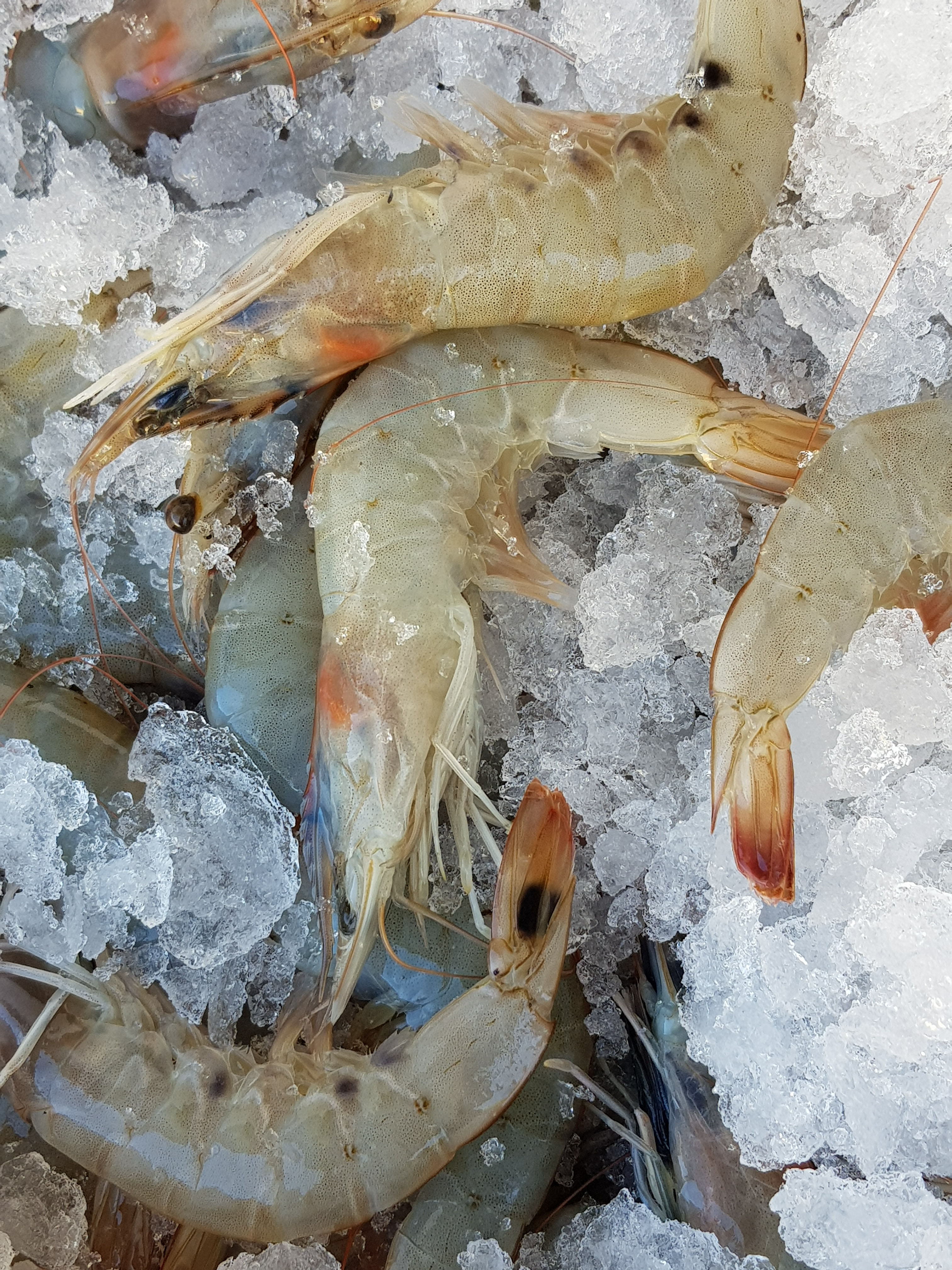 Ji Wei Shrimp m.Kopf m.Schale frisch 500g