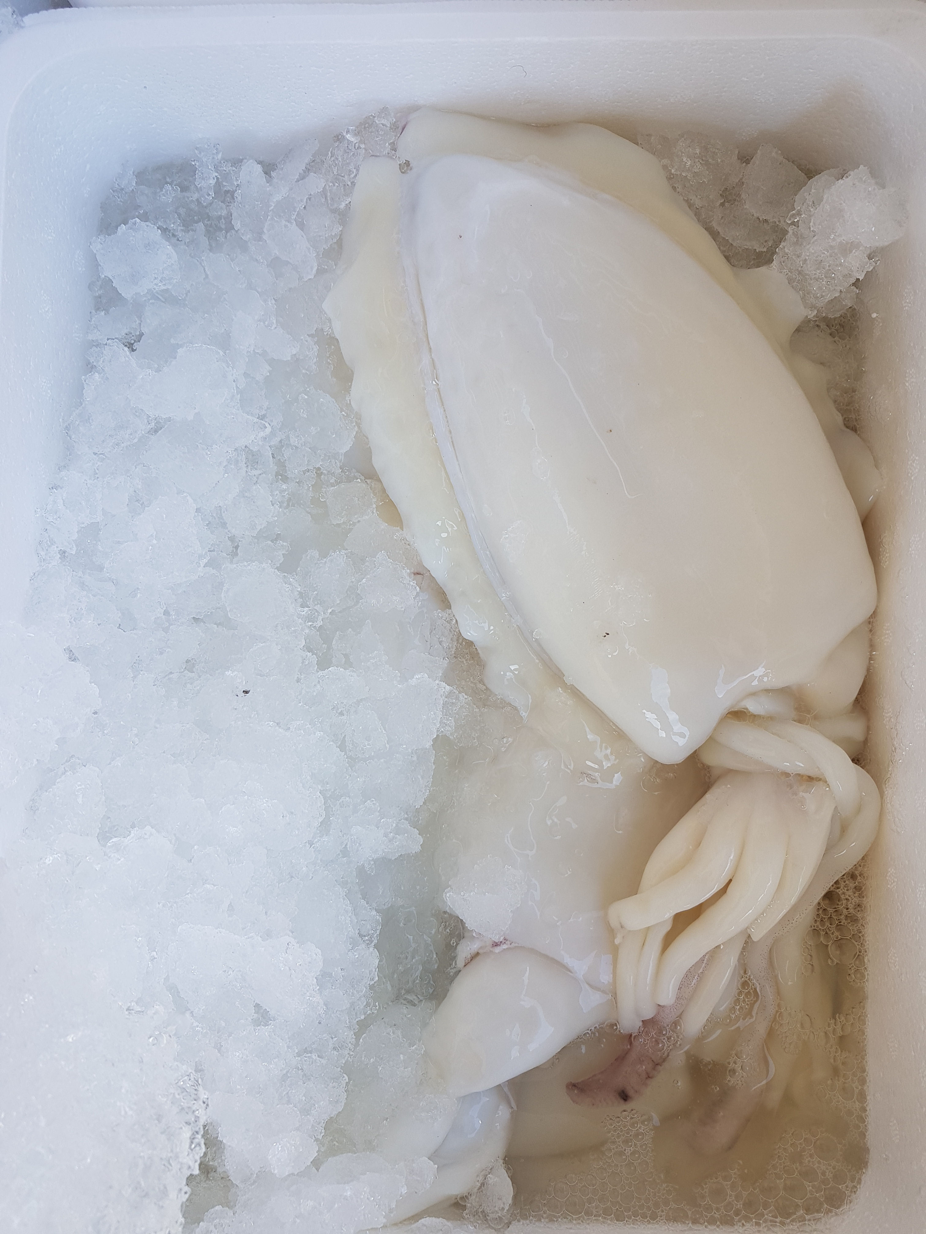 Sepia XL frisch 1kg