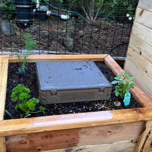 Vermiculture bin with herbs planted around the outside.