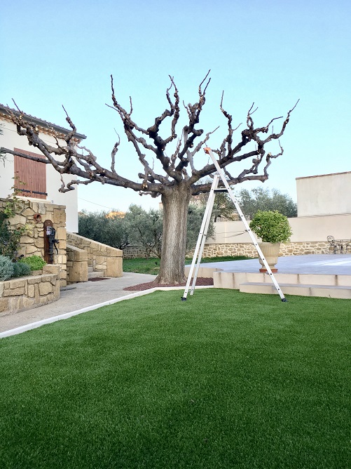 Taille de palmier en Provence : Trachycarpus, Washingtonia et entretien par les arboristes