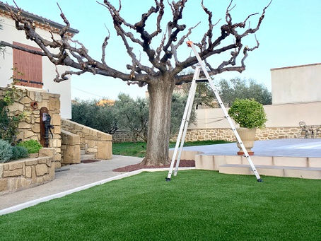 Taille de palmier en Provence : Trachycarpus, Washingtonia et entretien par les arboristes