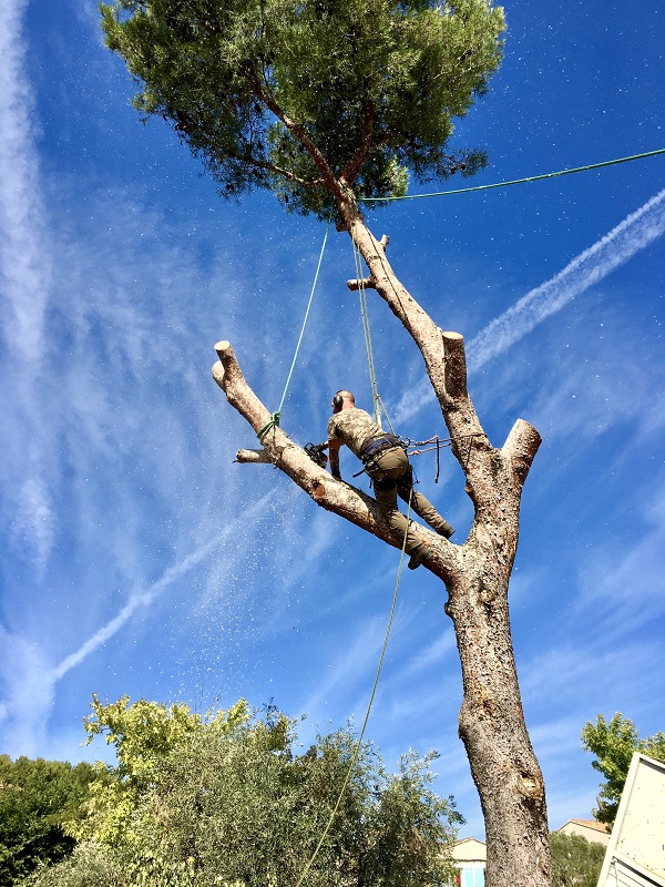 Calendrier de taille des arbres en Provence : le guide des arboristes