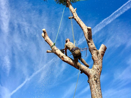 Calendrier de taille des arbres en Provence : le guide des arboristes