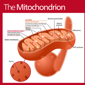 How Red & Near-Infrared Light Therapy Supercharges Your Mitochondria