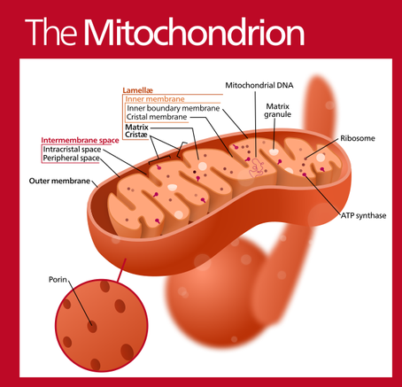 How Red & Near-Infrared Light Therapy Supercharges Your Mitochondria