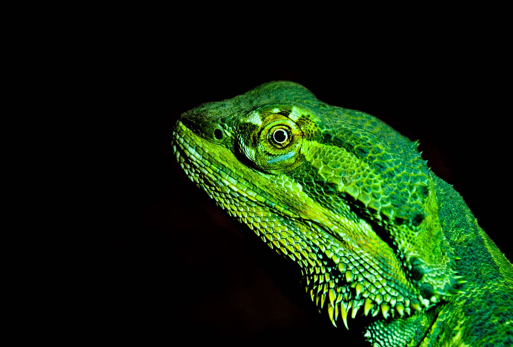 bearded-dragon-2364848.jpg