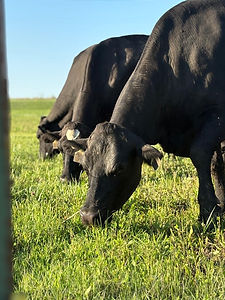 DairyBrink A2/A2 organic fed milk cows