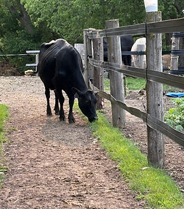 DairyBrink A2/A2 organic fed milk cow jersey holstein breed