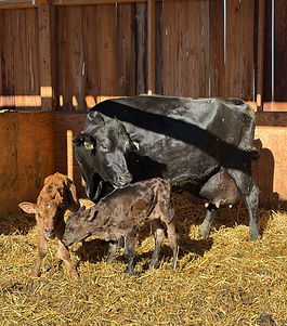 DairyBrink A2/A2 organic fed milk cow jersey holstein breed