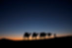 camels-in-sahara-phototour