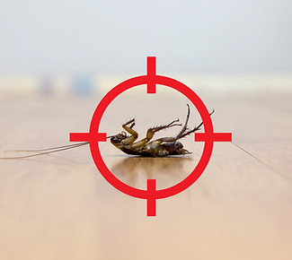 roach-target.jpg
