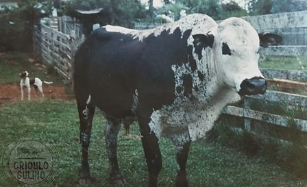 Fazenda Santana do Pitanga2_ABCBCS