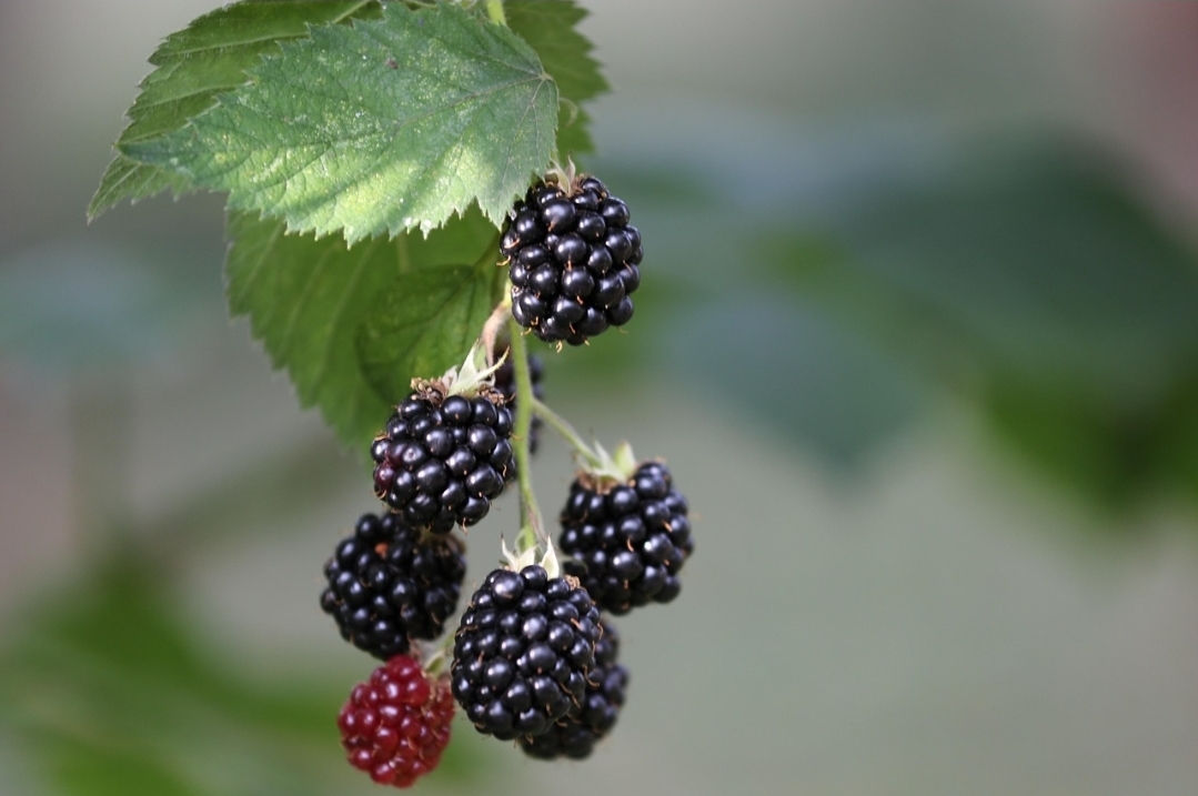 Brombeeren