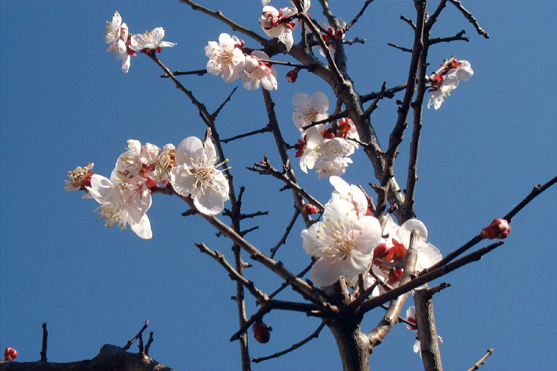 ３月余が.jpg