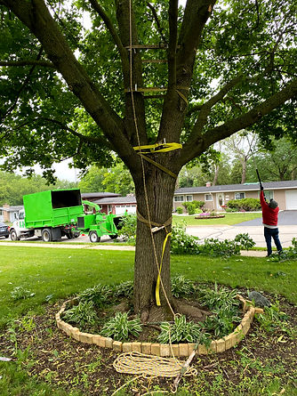 Tree cabling in st charles, in batavia IL, Geneva IL, Sycamore IL , Elgin IL.