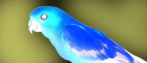 birdtalkparrot.jpg
