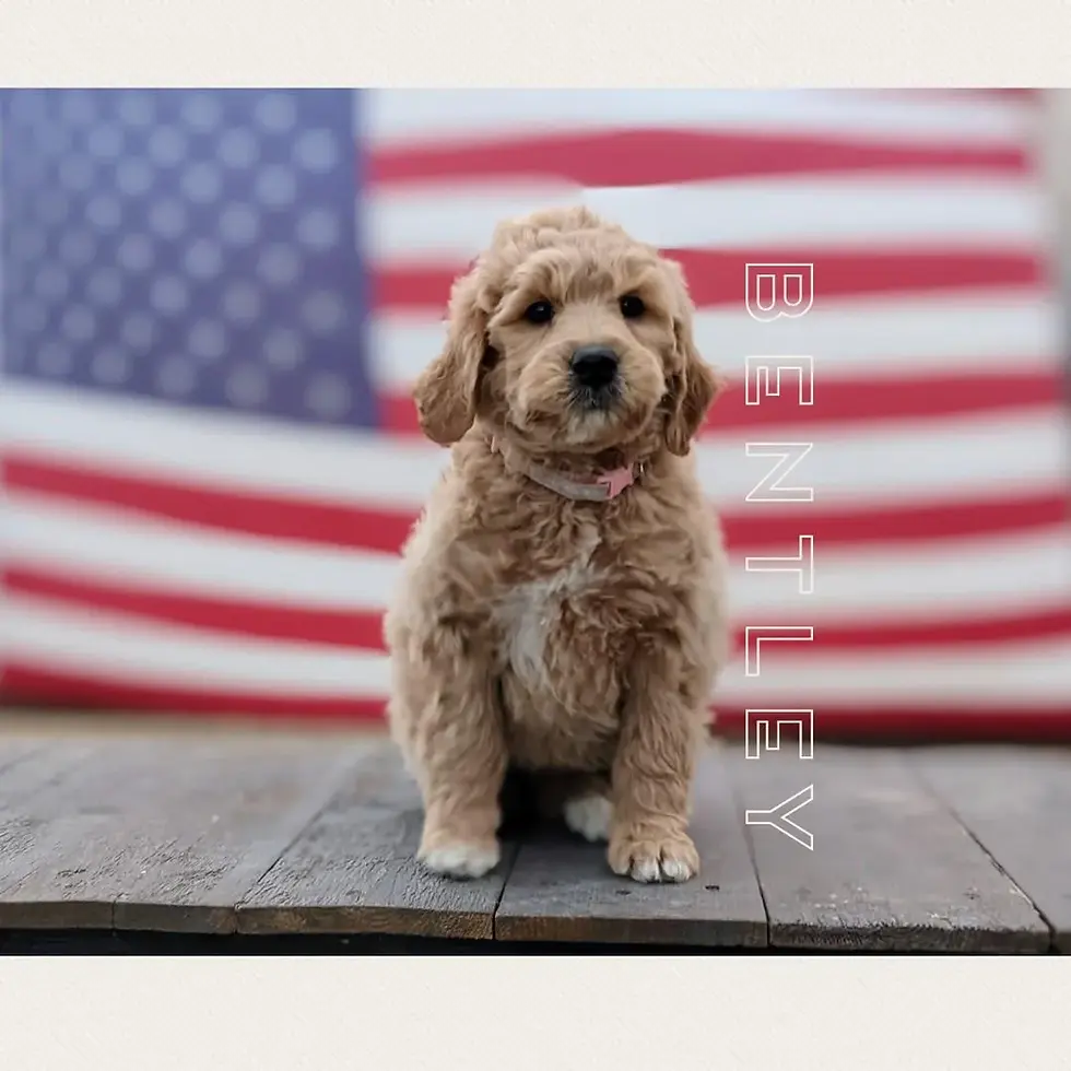 Fluffy puppy sitting on a wooden surface with a blurred U.S. flag background. Text "BENTLEY" vertically on the right.